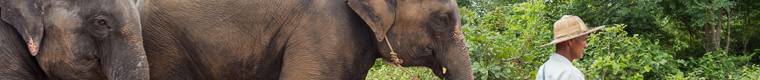 mahout walking with elephants