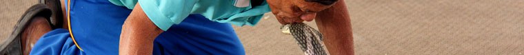 man kissing a cobra