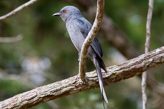 ashy drongo