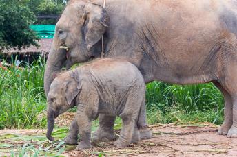 baby elephant with mother