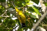 black-crested bulbul