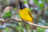 black crested bulbul