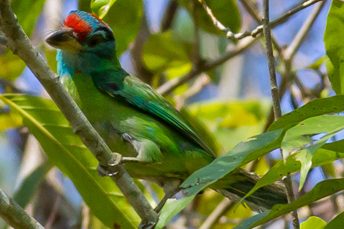 blue throated barbet