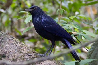 blue whistling thrush