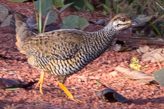 chinese francolin
