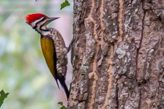 common flameback