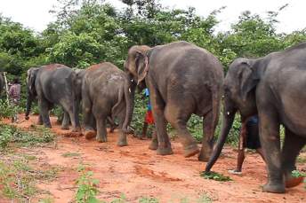 line of elephants walking though a forest