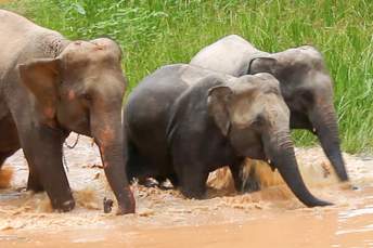 elephant playing in water