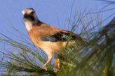 eurasian jay