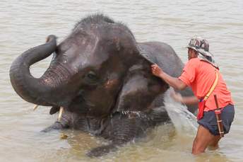 man washing elephant in river