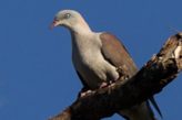 mountain imperial pigeon