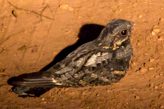 savanna nightjar juvenile