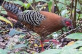 siamese fireback