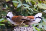 white-crested laughingthrush