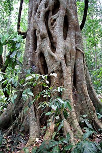 creeper fig that has grown into a tree