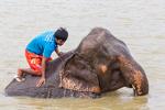 mahout washing an elephant