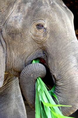 elephant eating grass