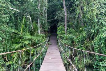 suspension bridge in the jungle