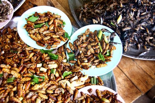 plates of silk worm larve and crickets