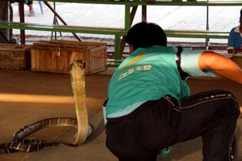 man in front of a cobra