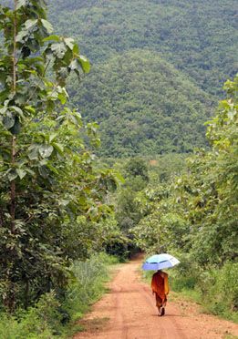 monk with umbrella walking in forest