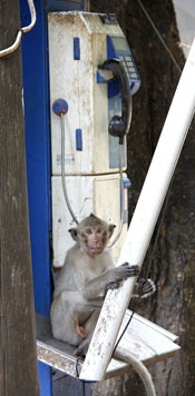 monkey sitting on pay phone