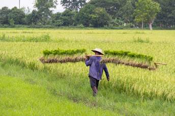 man carrying rice seedlings