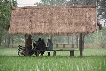 people sitting under thatch roof shelter in rice field during rain