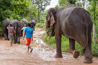 row of elephants walking in forest